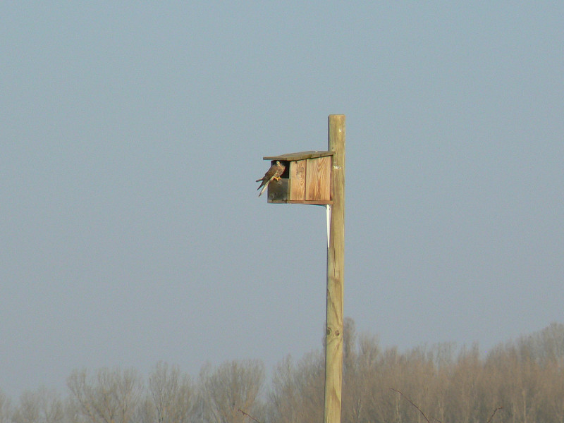 Un cernícalo común regentando una caja nido en el municipio de Boada