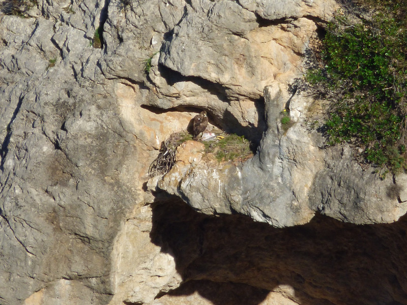 Bel, la hembra de la pareja de águila de Bonelli que ha criado en la Sierra de Tramuntana (Mallorca) permanece en el nido tras aportar una gaviota para cebar a su pollo (foto: Ernesto Álvarez / GREFA).