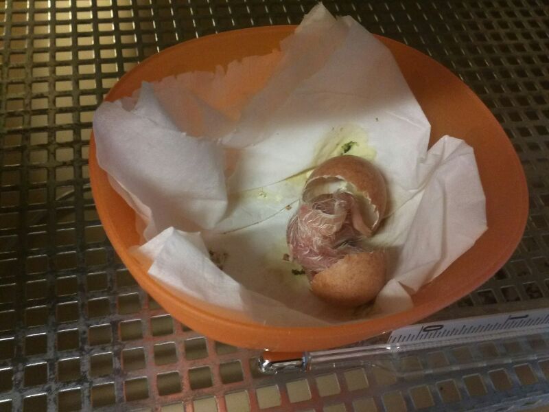 Momento de la eclosión de 'Pepe', el primer pollo de cernícalo primilla que nace en GREFA en 2014.