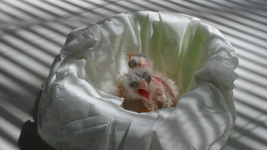 Dos de los pollos de cernícalo primilla que acaban de nacer en nuestras instalaciones.