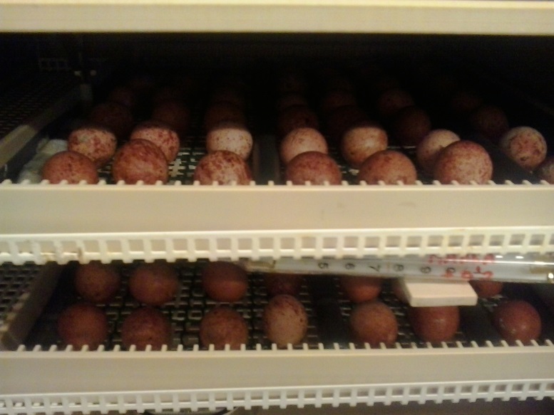 Huevos de cernícalo primilla en las incubadoras de GREFA.