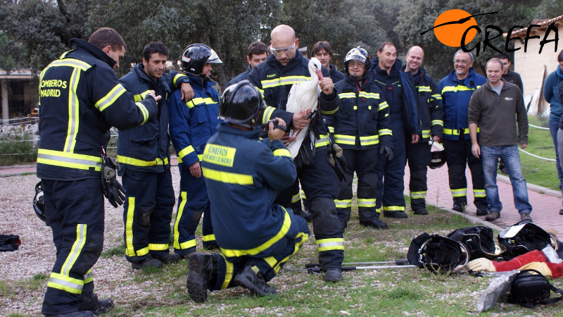 Los bomberos de Madrid liberarrón a la cigüeña al final del curso de manejo de fauna