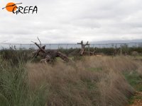 Recreación con troncos de alcornoque para que os linces jueguen, se escondan y se entretengan