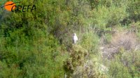 El águila culebrera posada  en enebro  en la zona donde se localiza desde hace una semana