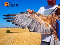 Revisión de una de las alas donde está mudando algunas plumas