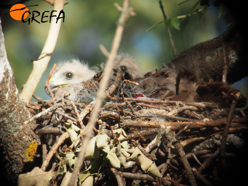 Becerril y su hermano en el nido antes de su marcaje