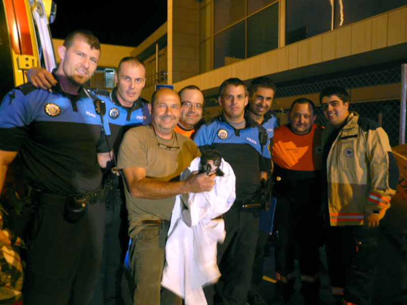 El Joven buitre negro en manos de un miembro de GREFA   con los  Agentes  del Centro Integrado de Seguridad de Alcorcón.