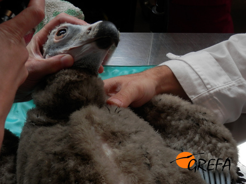 Pablo, buitre negro, durante uno de los controles veterinarios