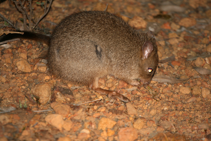 Ejemplar de rata canguro del género Bettongia. Con este tipo de fauna marsupial se ha empezado a ensayar en Australia el seguimiento con drones de ejemplares radio-marcados. Foto: Arthur Chapman / Wiki Commons.