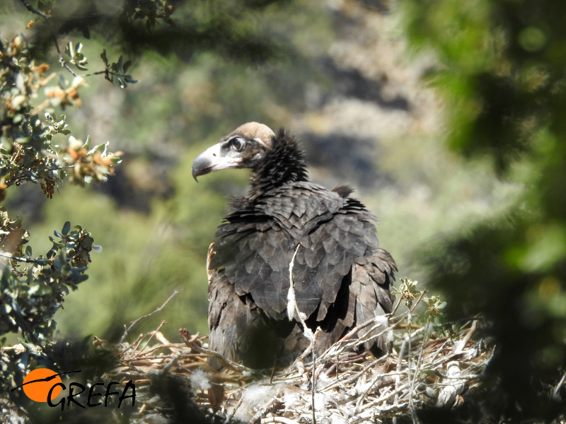 Uno de los pollos de buitre negro marcados en el Valle de Alcudia en su nido, instantes antes de ser capturado para colocarle el emisor GPS.