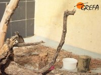 El Picapinos en su instalación