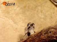 El Picapinos en su instalación