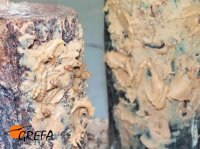 Los troncos untados de manteca y tenebrios