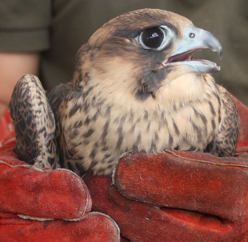 El halcón disparado, en una fotografía realizada hace varias semanas cuando fue anillado. Foto: Carlos Ponce.