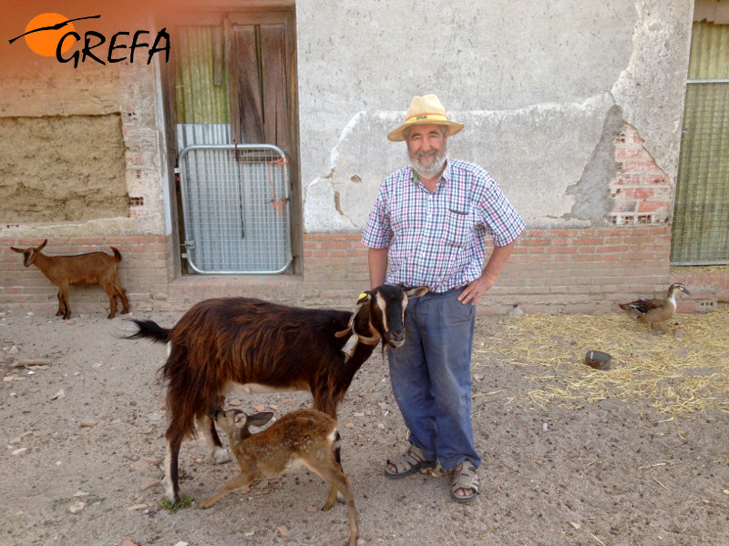Antonio con la cabra y el corcino