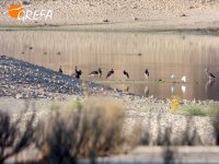 En la zona localizamos más de una decena de clgüeñas negras