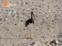 Sombra despistada observa el entorno tras la liberación