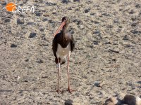 Sombra despistada observa el entorno tras la liberación