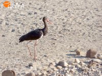 Sombra despistada observa el entorno tras la liberación