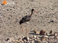 Sombra despistada observa el entorno tras la liberación