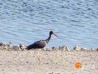 Sombra despistada observa el entorno tras la liberación