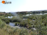 Laguna donde se liberó y  quedó nuestra ardeida