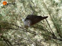 Papamoscas en una red japonesa para el anillamiento científico