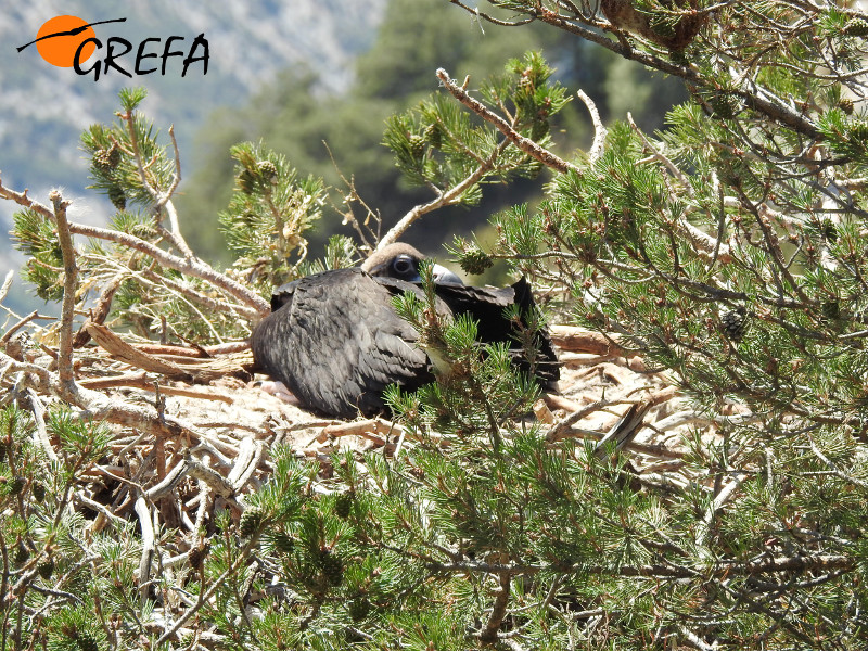 El primer pollo de buitre negro de segunda generación nacido en el Prepirineo catalán, en el nido. Foto: GREFA