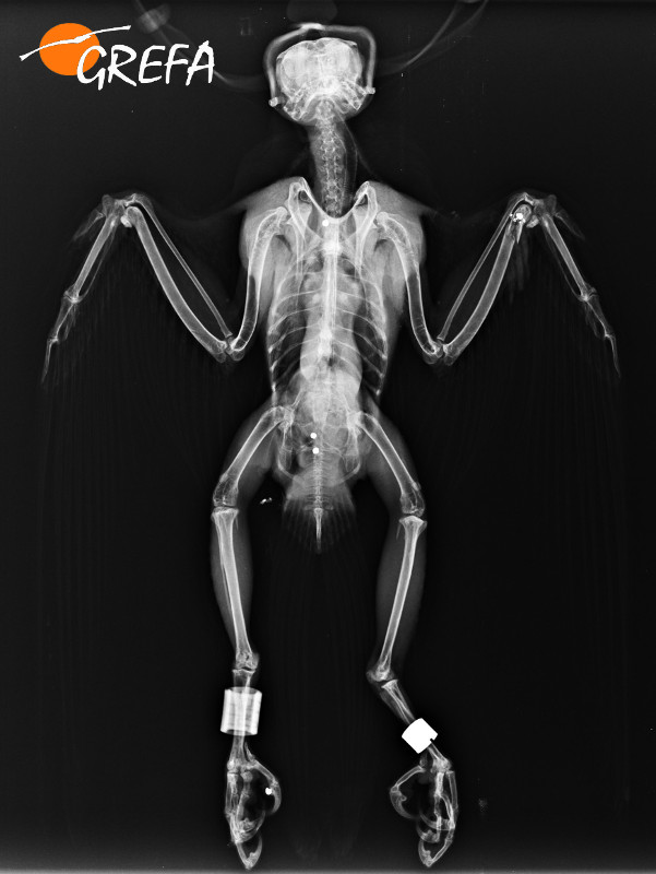 Radiografía del halcón tiroteado, con varios perdigones en su cuerpo y las anillas con las que va marcado en las patas. Foto: GREFA.