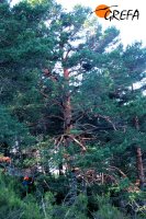 Uno de los pinos seleccionados para instalar una de las plataformas de nidificación de buitre negro.