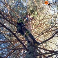 Descendiendo de uno de los pinos donde se han colocado plataformas de nidificación.