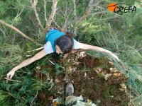 Vista superior de una de las plataformas de nidificación para buitre negro ya terminadas. 