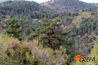 Panorámica de la copa de un pino mientras se construye la plataforma de buitre negro que soportará.