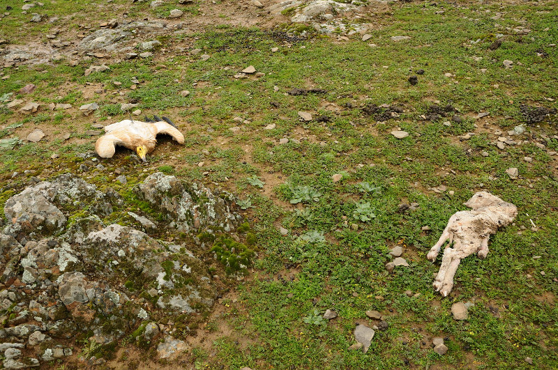 Alimoche muerto en un caso de veneno ocurrido en Extremadura, junto a los restos de un cordero usado como cebo envenenado. Foto: WWF España.