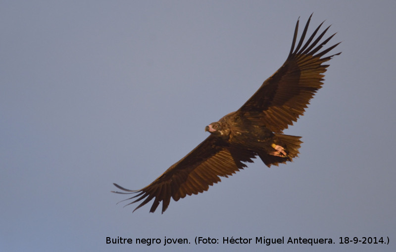 Buitre negro joven. (Foto: Héctor Miguel Antequera. 18-9-2014.)