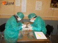 Alumnas en la clase de necropsia de reptiles