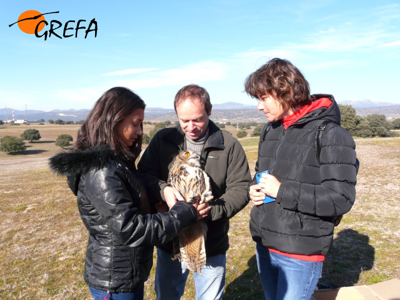 Nacho, responsable de rehabilitación de GREFA junto con Clara y Cristina con el búho real.