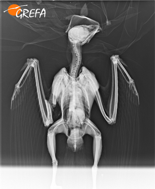 En la radiografía del milano real se observa perfectamente la fractura ósea en una de sus alas.
