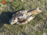 Cadáver de "Rama", milano real