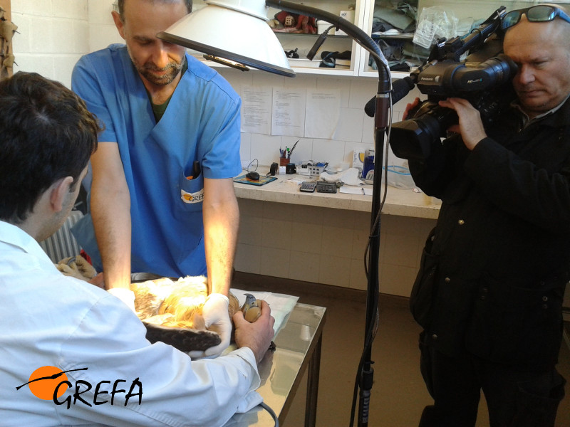 Un cámara de la televisión qatarí Al-Kass graba los cuidados dispensados a un águila de Bonelli en la enfermería del hospital de fauna de GREFA.