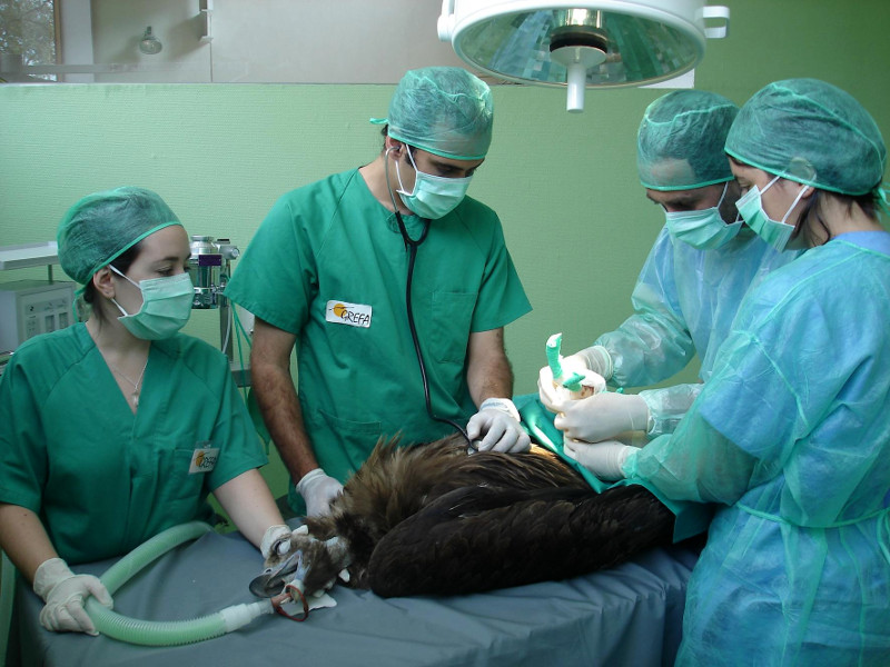 Hospital de fauna salvaje: amor por los animales