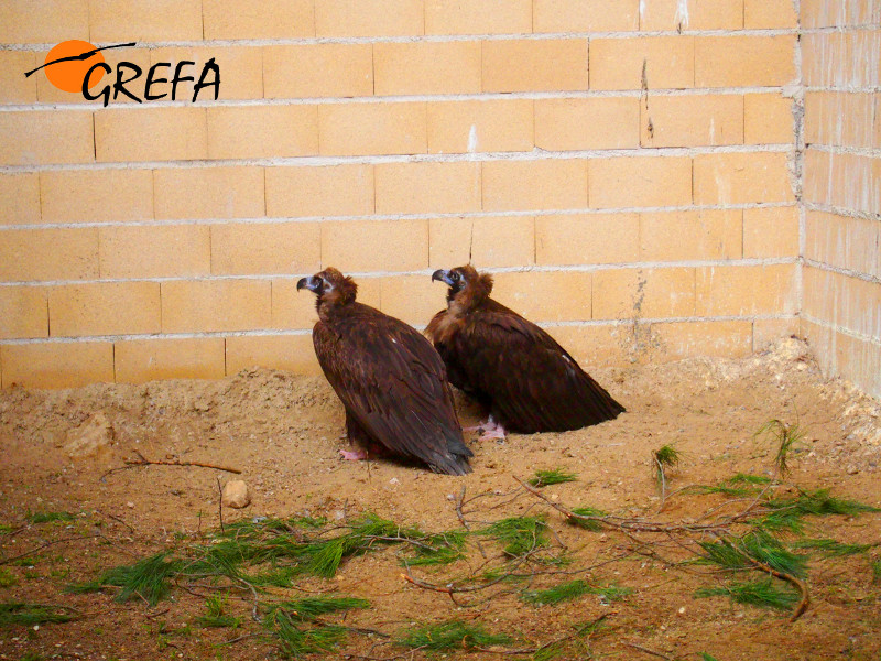 Los dos ejemplares de la nueva pareja descansan sobre su nido en las instalaciones de GREFA.