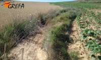 Ejemplos de daños por escorrentía en parcela de girasol