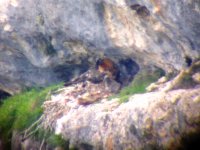 La hembra 'Blimunda' ceba al pollo 'Esperanza' con 26 días de edad.