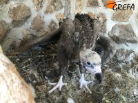 Nuestro "pequeño gran pollo" de buitre negro, en su nido artificial, antes de su chequeo veterinario.