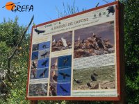 Cartel interpretativo en el Parque Natural de Nebrodi sobre el buitre leonado y otras aves.