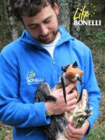 La hembra de águila de Bonelli "Soila" con Pablo Izquierdo, responsable de cría en cautividad de GREFA.