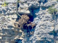 "Soila" y "Oteo" reconocen su nueva casa. En la foto se aprecia el tubo de alimentación. 