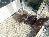 Las tres águilas de Bonelli soltadas el pasado 8 de junio en el suroeste madrileño reposan en su plataforma de liberación (hacking).