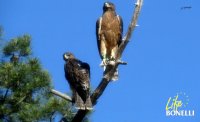 Verdún y Turón son dos águilas de Bonelli liberadas en la Comunidad de Madrid hace algunas semanas en una suelta anterior.